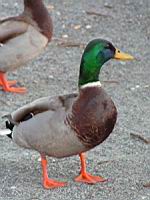 Canard Colvert (Photo F. Mrugala) (1)